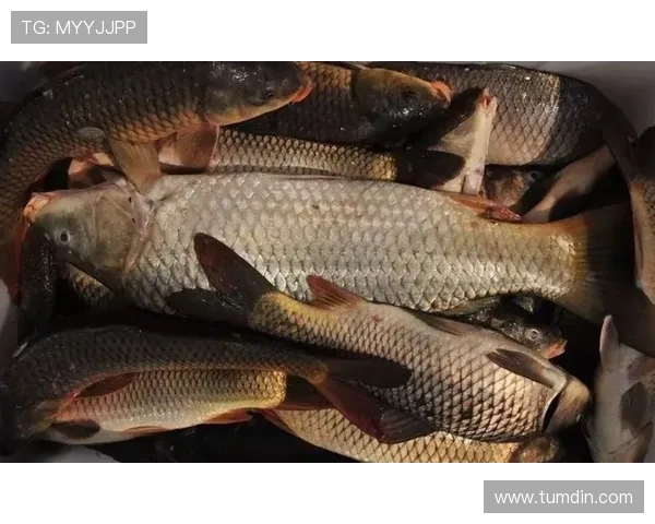 博鱼真人官方入口专业客服全天在线，解决您的各种疑问